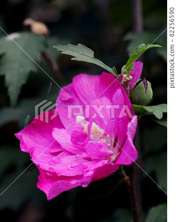 Red-purple common hibiscus after the rain 82256590