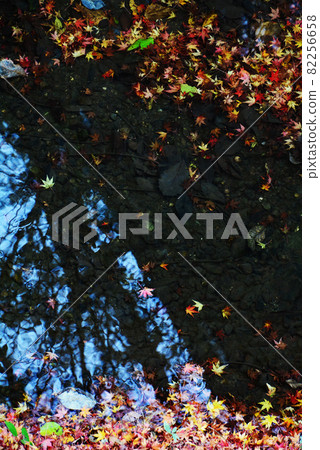 Autumn leaves of the Imperial Gorge Autumn leaves of the Imperial Gorge 82256658