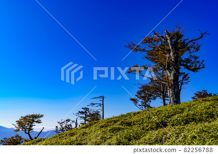 Trees that have withstood the strong winds at the top of the mountain [Nara Prefecture, Mt. Odaigahara, near the top of Mt. Hidegatake] 82256788