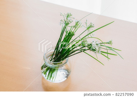 田野裡盛開的韭菜花,我把它裝在花瓶裡,裝飾在明亮的窗戶上。 田野裡盛開的韭菜花,我把它裝在花瓶裡,裝飾在明亮的窗戶上。 82257090