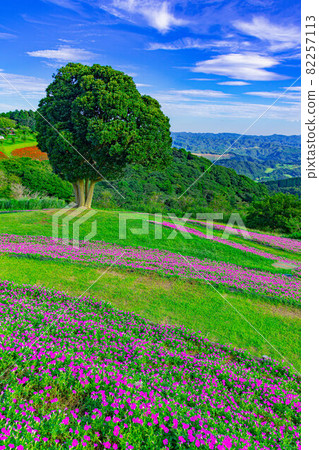 【風景】媽媽農場花田【02】 82257113