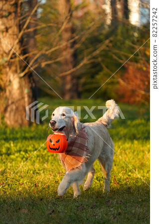 Happy and smiling golden retriever in a checkered scarf runs on the left through an autumn park and carries a jack o lantern bucket in his teeth. Main Halloween symbol and cute dog 82257242