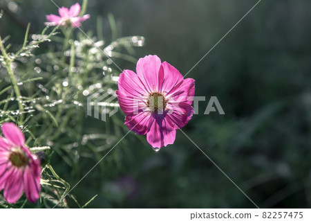 晨光斜照下的大波斯菊花瓣【穿晨露】 82257475