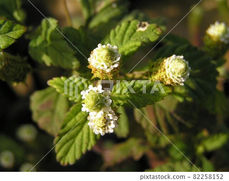 Mexican sweet herbs Mexican sweet herbs 82258152