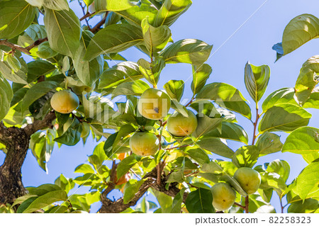 快收穫了,果園裡的柿子 快收穫了,果園裡的柿子 82258323