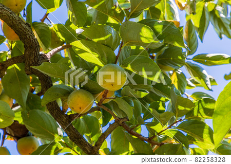 快收穫了,果園裡的柿子 快收穫了,果園裡的柿子 82258328
