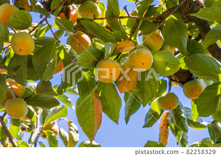 快收穫了,果園裡的柿子 快收穫了,果園裡的柿子 82258329