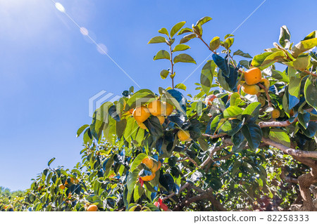 快收穫了，果園裡的柿子 82258333
