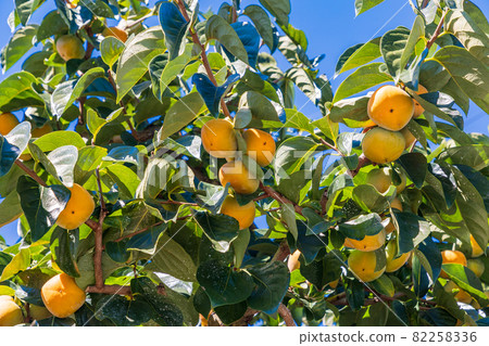 快收穫了,果園裡的柿子 快收穫了,果園裡的柿子 82258336