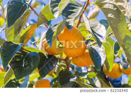快收穫了,果園裡的柿子 快收穫了,果園裡的柿子 82258340