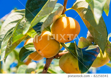 Harvesting soon, persimmons in the orchard Harvesting soon, persimmons in the orchard 82258341