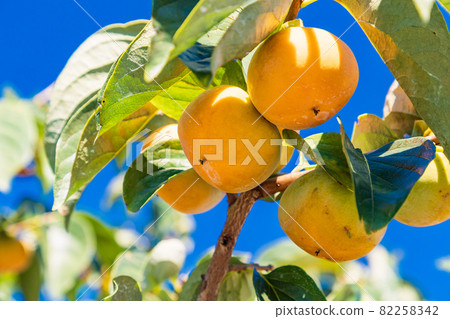 Harvesting soon, persimmons in the orchard 82258342