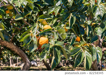 快收穫了,果園裡的柿子 快收穫了,果園裡的柿子 82258345