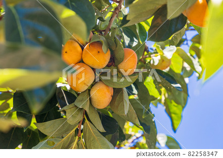 快收穫了,果園裡的柿子 快收穫了,果園裡的柿子 82258347