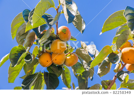 快收穫了，果園裡的柿子 82258349