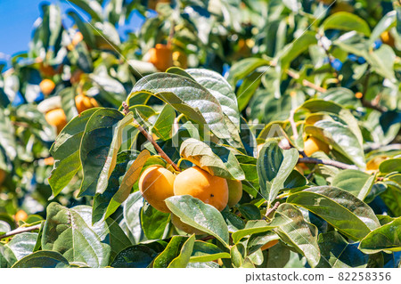 快收穫了,果園裡的柿子 快收穫了,果園裡的柿子 82258356