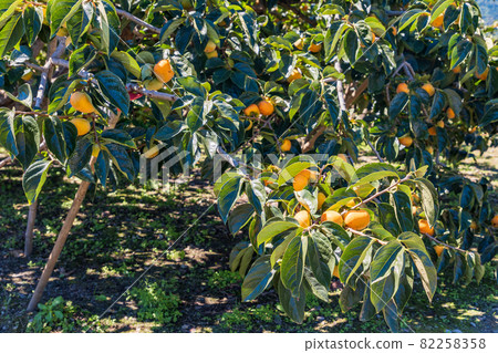 快收穫了,果園裡的柿子 快收穫了,果園裡的柿子 82258358