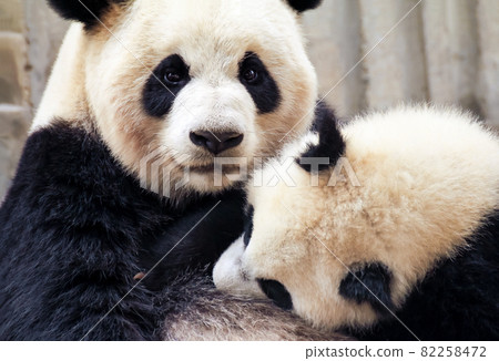 Mother panda feeding baby panda 82258472