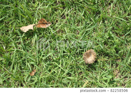 Acorn boushi (shell doo) and fallen leaves Acorn boushi (shell doo) and fallen leaves 82258506