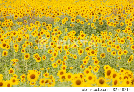 Colorful sunflowers in field. 82258714