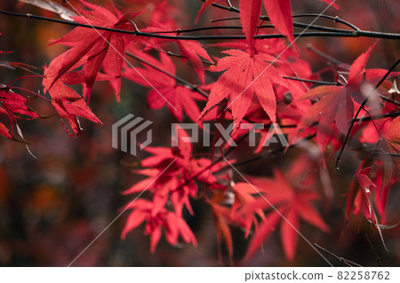 Taiwan beautiful maple leaf travel background maple maple leaf メープルリーフ red leaves モミジ もみじ Taiwan beautiful maple leaf travel background maple maple leaf メープルリーフ red leaves モミジ もみじ 82258762