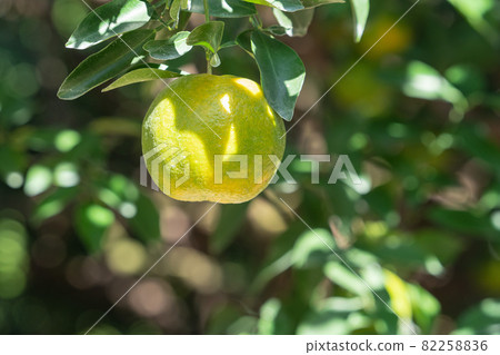 Tangerines Orchard Tangerine Tree Nature Tangerine tree orange garden Tangerine みかん Tangerines Orchard Tangerine Tree Nature Tangerine tree orange garden Tangerine みかん 82258836