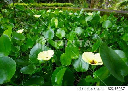 Aquatic plants with yellow flowers 82258987
