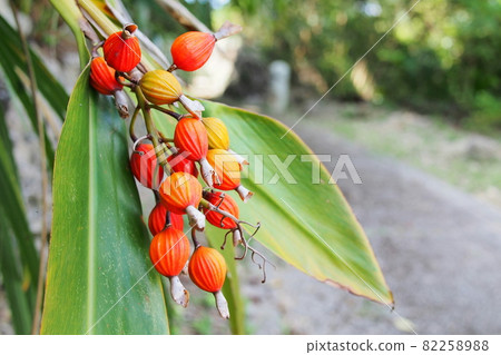 Moon peach fruit Moon peach fruit 82258988