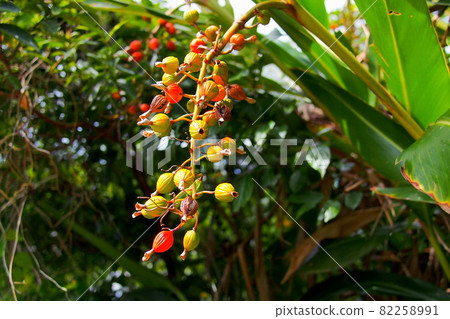 Moon peach fruit 82258991