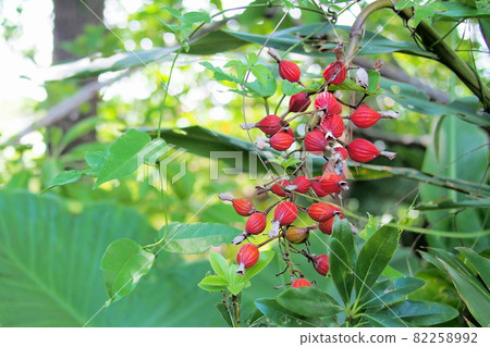 Moon peach fruit 82258992