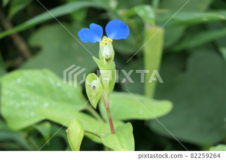 Axilla Axilla 82259264