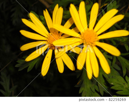 yellow flowers yellow flowers 82259269