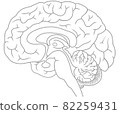 Illustration of a professional midline sagittal section of the cerebrum gray 82259431