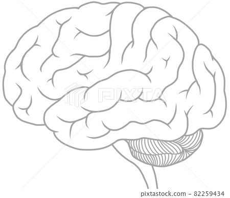 Illustration of the side of the professional cerebrum gray Illustration of the side of the professional cerebrum gray 82259434