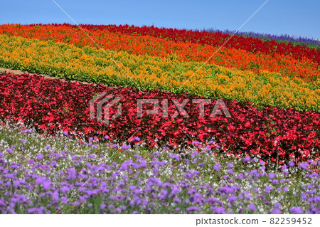 Kami-cho, Kami-gun, Miyagi Prefecture Yakurai Garden Furunooka Flower Field Kami-cho, Kami-gun, Miyagi Prefecture Yakurai Garden Furunooka Flower Field 82259452