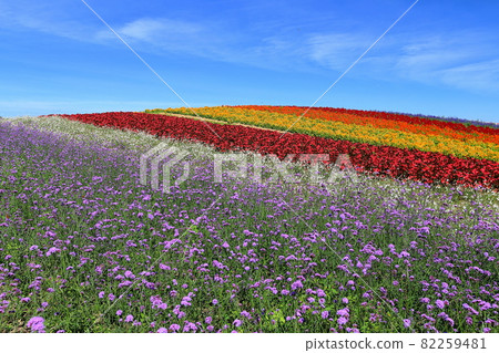 Kami-cho, Kami-gun, Miyagi Prefecture Yakurai Garden Furunooka Flower Field 82259481