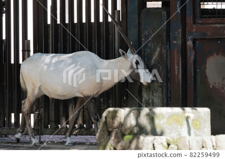 Arabian Orix Arabian Orix 82259499