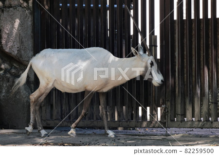 Arabian Orix 82259500