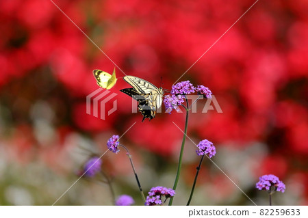 宮城縣上郡上町 Yakurai Garden Furunooka Flower Field Swallowtail Butterfly and Colias Erate 82259633