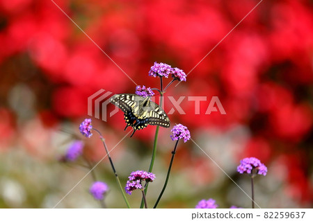 Yakurai Garden Furunooka, Kami-cho, Kami-gun, Miyagi Prefecture 82259637