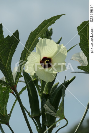 Okra fruits and flowers Okra fruits and flowers 82259654