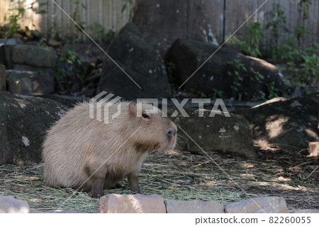 Capybara 82260055