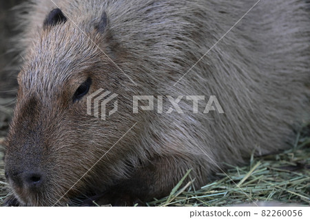 Capybara Capybara 82260056