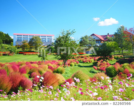 北海道尤尼鎮秋季尤尼花園 Kokia Field 風景的絕妙景色 82260566