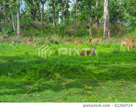 wildlife in india 82260724