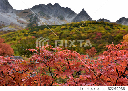 Superb view autumn leaves Road to Karasawa, Northern Alps of Kinshu 82260988
