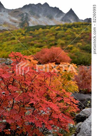 Superb view autumn leaves Road to Karasawa, Northern Alps of Kinshu 82260993