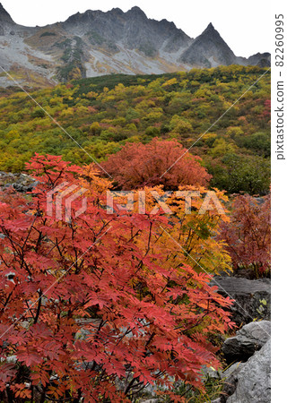 Superb view autumn leaves Road to Karasawa, Northern Alps of Kinshu 82260995