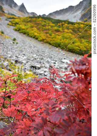 Superb view autumn leaves Road to Karasawa, Northern Alps of Kinshu 82260996