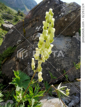 Swiss alpine plant Yellow yellow aconite Aconitum lycoctonum 82261124